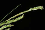 Roan Mountain sedge